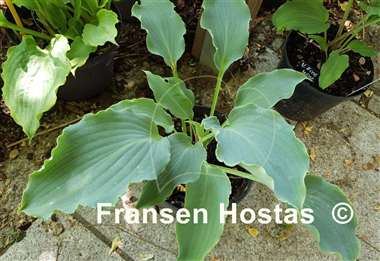 Hosta Tears in Heaven